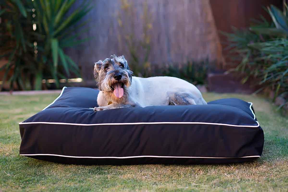 Why You Should Invest in Dog Bed Outside For Your Pup?