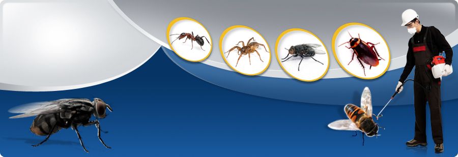 A Comprehensive Guide to Selecting the Perfect Pest Control Services